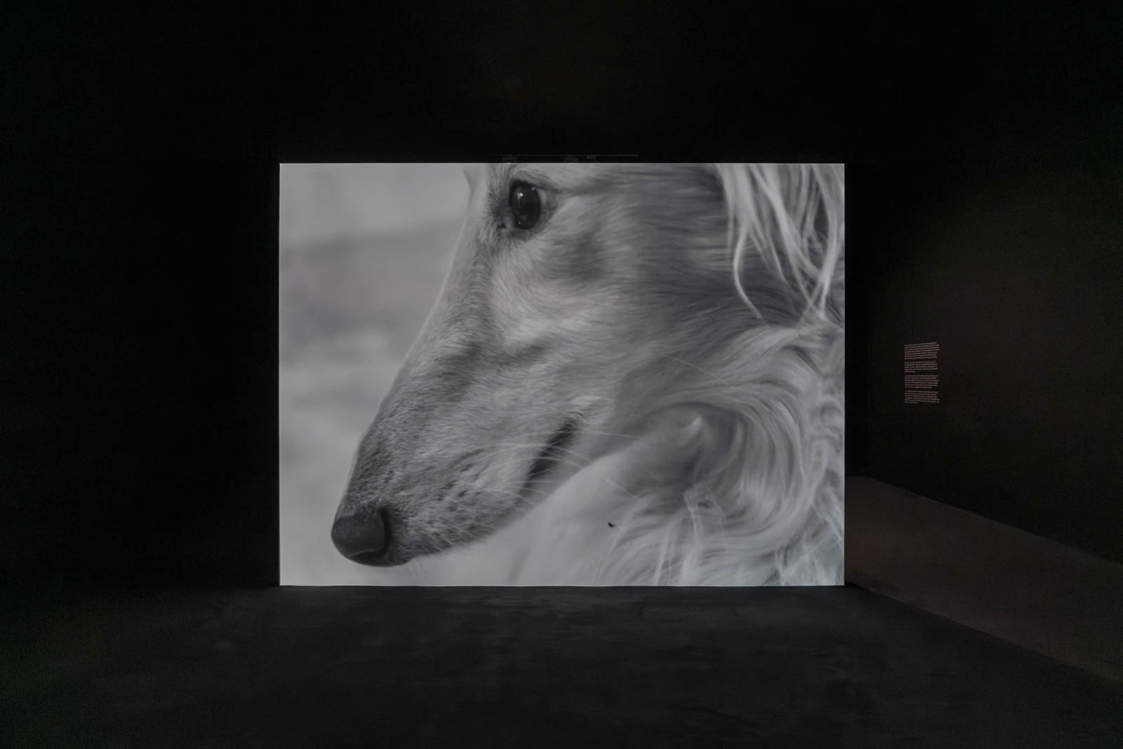 Ed Atkins, Cur, 2010, video and sound, installation view Tate Britain